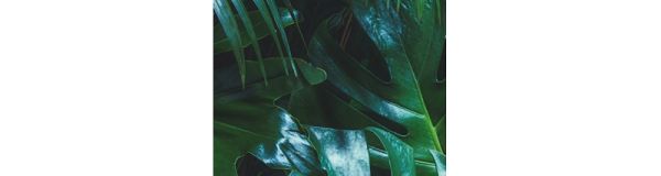 Vinyl vízálló falipanel Tropical Forest Leaves