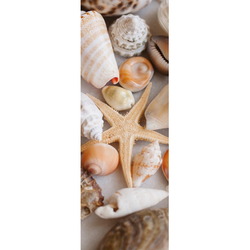 Vinyl vízálló falipanel Seashells and Starfish