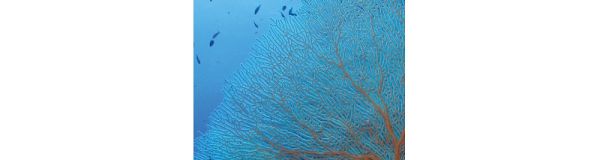 Vinyl vízálló falipanel Red Sea Coral