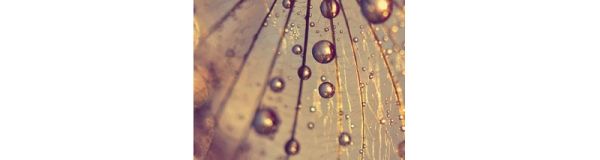 Vinyl vízálló falipanel Dandelion with Golden Drops