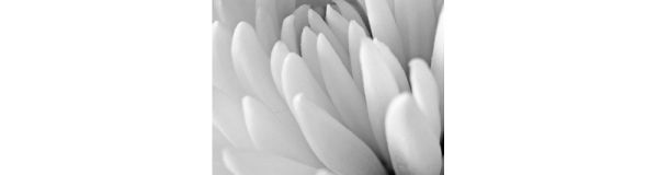 Vinyl vízálló falipanel Chrysanthemum Close Up